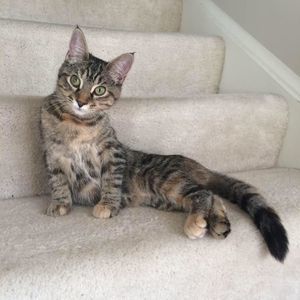 Meet your Posher, Dragos